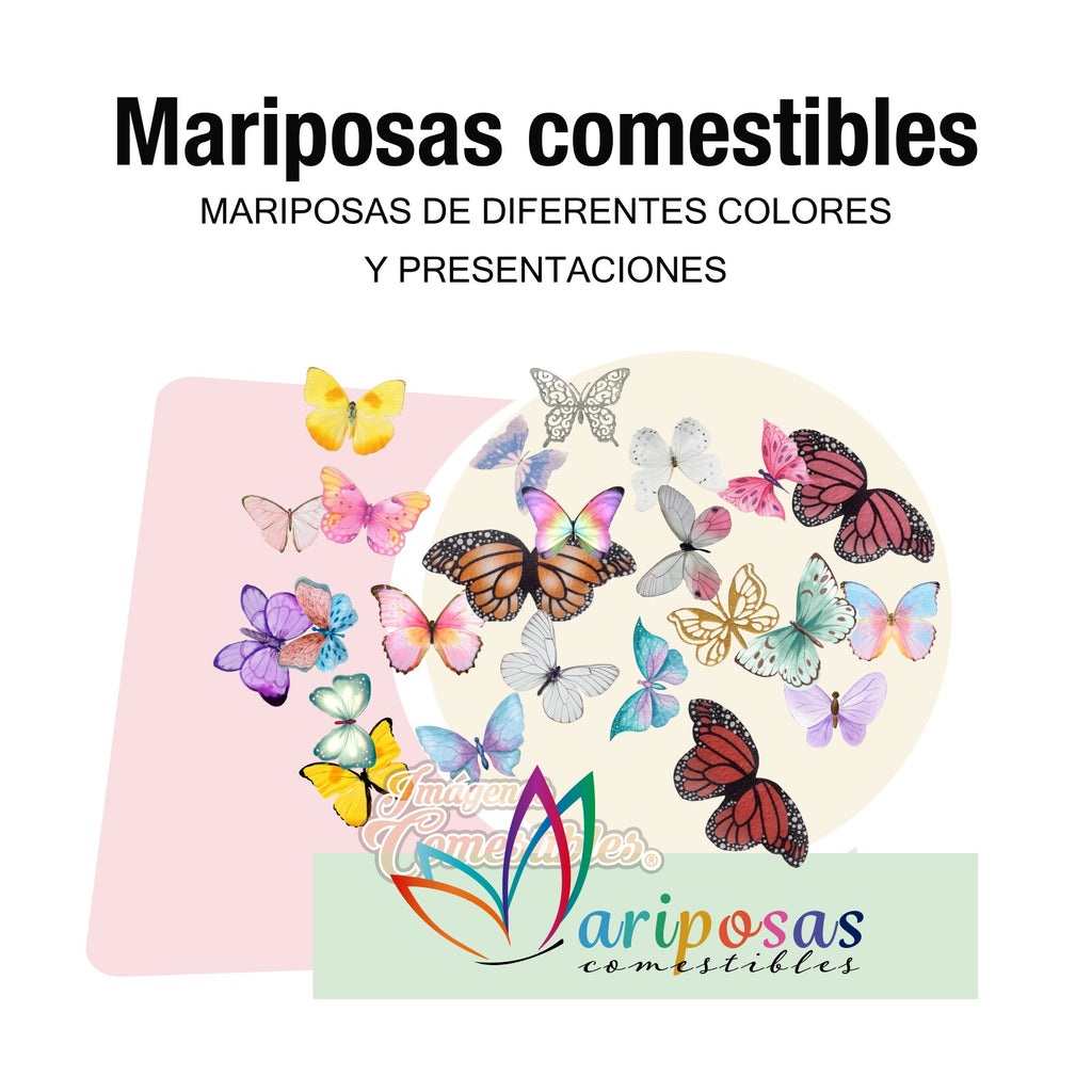 16 mariposas diferentes colores